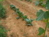 cabbage2008.jpg